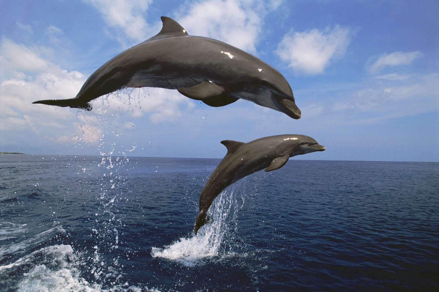 dolphin